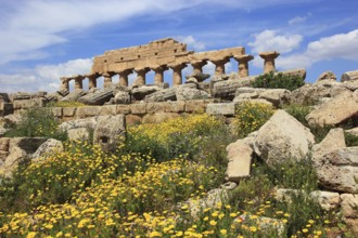 Selinunte, remains of the temples of the acropolis in the archaeological site of Selinunte, Trapani