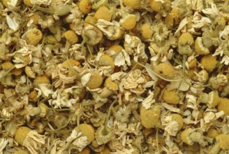 Dried blossoms of the true camomile (Matricaria recutita) medicinal plant, true camomile, can