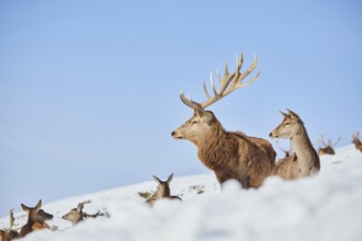 Red deer (Cervus elaphus) stag on a snowy meadow in the mountains in tirol, Kitzbühel, Wildpark