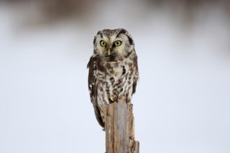 Tengmalm's Owl (Aegolius funereus), Tengmalm's Owl, adult, perch, in the snow, alert, in winter,