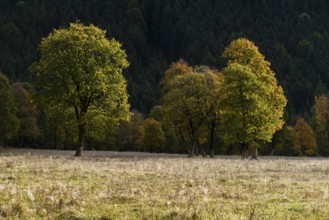 Engtal valley, large maple in the morning dew, sycamore maple (Acer pseudoplatanus) in glorious