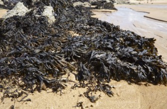 Bladder wrack (Fucus vesiculosus) on the beach of Plévenon, Côtes-d'Armor, Brittany, France, Europe