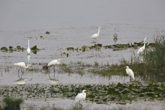 Great egret (Egretta alba) (Syn.: Casmerodius albus), resting troop foraging in shallow water,