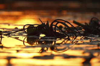 Roots of water lilies backlit at sunrise, Flusslandschaft Peenetal nature park Park,