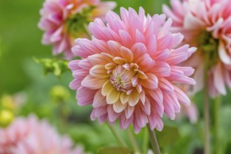 Dahlias (Dahlia), Münsterland, North Rhine-Westphalia, Germany, Europe