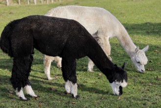 Grazing alpacas (Vicugna pacos), Germany, Europe