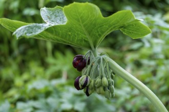 Dysosma mayapple (Podophyllum), Chinese May apple, Netherlands