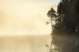 Pine and forest silhouette at sunrise backlit with fog over the bog lake Étang de la Gruère in the