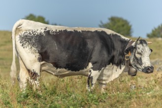 Cows cow with a bell potrait in pasture in mountain. Alsace, Vosges, France, Europe