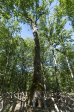 Forest of Troncais. Remarkable oak named Chene Carré. Oak whose trunk base is square. It is 30m