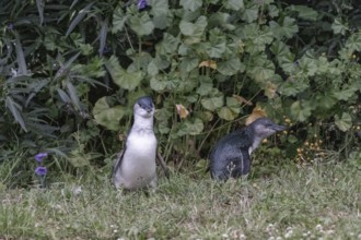 Blauer Pinguin (Eudyptula minor), Oamaru, Bezirk Waitaki, Otago, Neuseeland