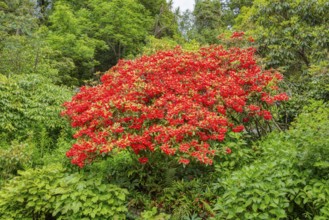 Rhododendron (neriiflorum), Glenfalloch Gardens, Dunedin, Neuseeland