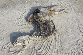 Harbor seal (Phoca vitulina), found dead on the beach, skeleton, example of material cycles in