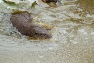 European otter (Lutra lutra), swimming in frozen lake, winter, captive, Germany, Europe