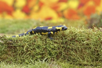 Fire salamander (Salamandra salamandra), running over moss in autumn forest, Indian summer,