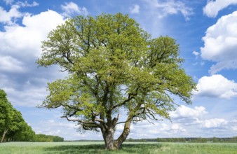 English oak (Quercus robur), solitary standing in a meadow, blue sky and white clouds, Lower