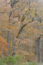 Deciduous forest, oak trees (Quercus) with autumn leaves, Moselle, Rhineland-Palatinate, Germany,