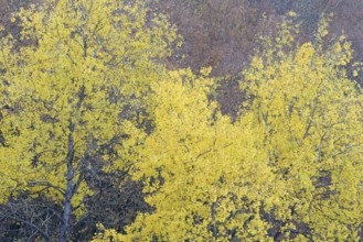 Deciduous trees, quaking aspen (Populus tremula) with autumn leaves, Eastern Eifel,