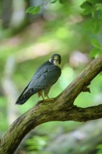 Peregrine Falcon (Falco peregrinus), adult sitting on branch in forest, Bohemian Forest, Czech