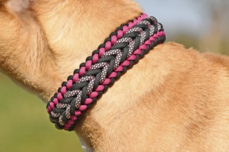 Close up of handmade woven dog collar made from paracord material on neck of red dog