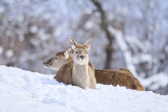 Red deer (Cervus elaphus) hind on a snowy meadow in the mountains in tirol, Kitzbühel, Wildpark