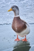 Domestic duck (Anas platyrhynchos domesticus), standing on a frozen lake, Wildpark Aurach