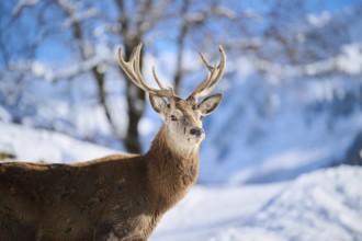 Red deer (Cervus elaphus) stag on a snowy meadow in the mountains in tirol, Kitzbühel, Wildpark