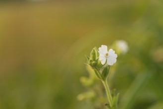 Close-up, Broad-leaved campion (Silene latifolia), Neustadt am Rübenberge, Germany, Europe