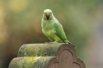 Rose-ringed parakeet (Psittacula krameri) on a gravestone, wildlife, Germany, Europe