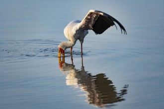 Yellow-billed Stork (Mycteria ibis) in water, fishing, Kruger National Park, South Africa, Africa