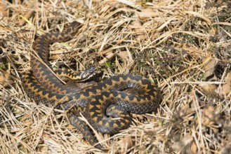 Two wild common european vipers (Vipera berus), brown, adult animals, females, lying and cuddling