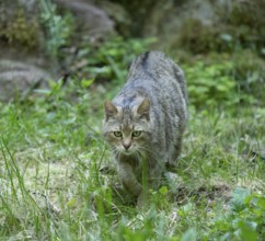 European wildcat (Felis silvestris) walking through its territory, captive, Germany, Europe