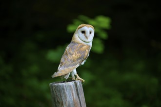 Common barn owl (Tyto alba), sitting on wooden pole, Bohemian Forest, Czech Republic, Europe