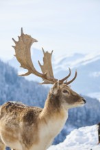 European fallow deer (Dama dama) buck portrait in the mountains in tirol, snow, Kitzbühel, Wildpark