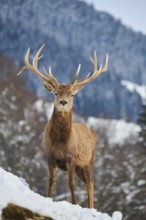 Red deer (Cervus elaphus) stag on a snowy meadow in the mountains in tirol, Kitzbühel, Wildpark