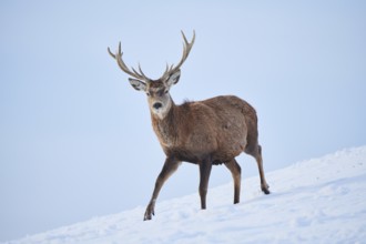 Red deer (Cervus elaphus) stag on a snowy meadow in the mountains in tirol, Kitzbühel, Wildpark