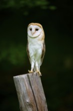 Common barn owl (Tyto alba), sitting on wooden pole, Bohemian Forest, Czech Republic, Europe