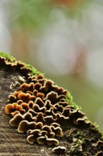 Mushrooms on a sawn-off tree trunk, October, Saxony, Germany, Europe