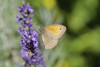 Meadow brown (Maniola jurtina), collecting nectar from a common lavender (Lavandula angustifolia)