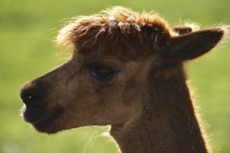 Alpaca (Vicugna pacos), animal portrait against the light, Germany, Europe