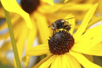 Hedgehog fly (Tachina fera), collecting nectar from a flower of yellow coneflower (Echinacea