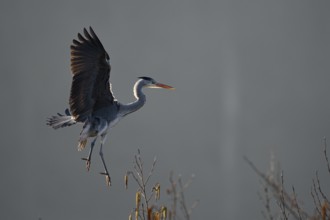 Grey heron (Ardea cinerea), landing approach, Essen, Ruhr area, North Rhine-Westphalia, Germany,