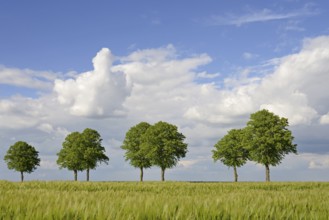 Linden trees (Tilia), row of trees by a green grain field, blue cloudy sky, North Rhine-Westphalia,