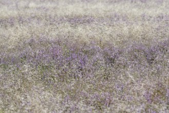 Heathland, Oberoher Heide, flowering common heather (Calluna Vulgaris) and true grasses (Poaceae),