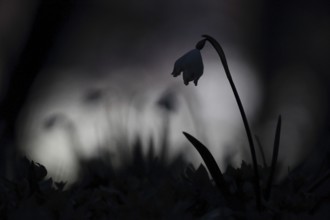 Spring snowflake (Leucojum vernum), single plant as silhouette in dark mystical surroundings with