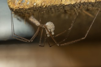 Small trembling spider (Pholcus opilionoides) hanging with egg package on the roof of a tool shed,