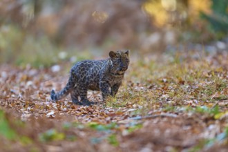 Indian leopard (Panthera pardus fusca), young animal in forest