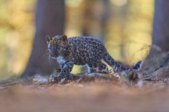 Indian leopard (Panthera pardus fusca), young animal running in forst