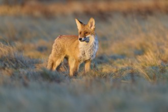 Red Fox (Vulpes vulpes), in meadow at autumn