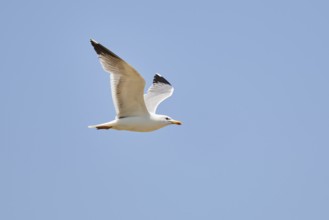 Yellow-legged gull (Larus michahellis) flying in the sky, ebro delta, Catalonia, Spain, Europe